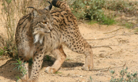 Wikimedia_Lynx