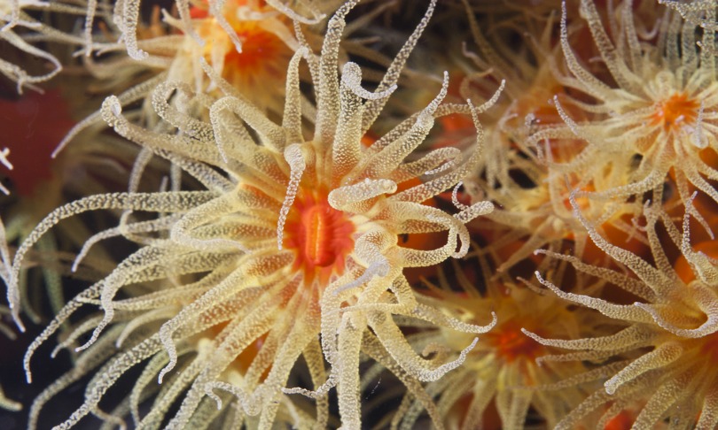 ZeaMonkeyImages_corals_Shutterstock