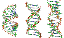 Zephyris-DNA-Wikimedia