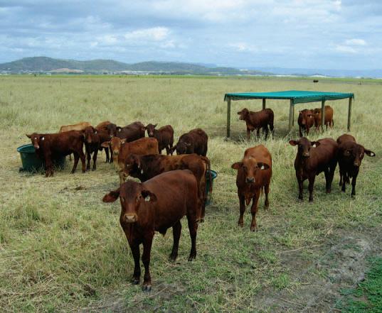 agriculture agriculture