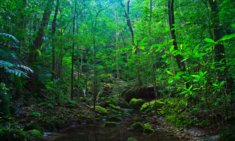 apiguide_Rainforest_shutterstock.jpg