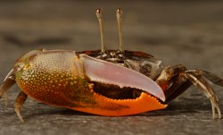 fiddlercrab01.jpg fiddlercrab01.jpg