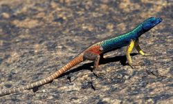 flatlizard.jpg flatlizard.jpg