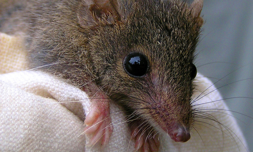 badoo_tealeaf_Antechinus