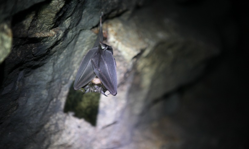 bats_universityofsydney