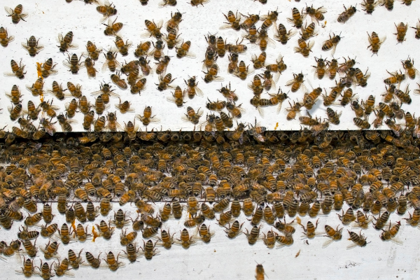 bees