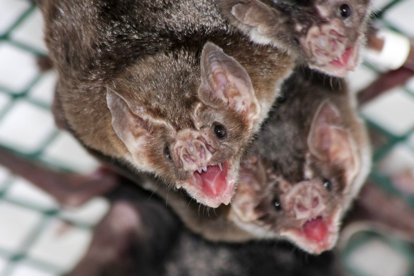 belizar_bat_shutterstock