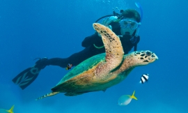 blublaf_-_diver_turtle