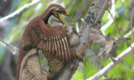 brian_choo_-_microraptor_eating_birds