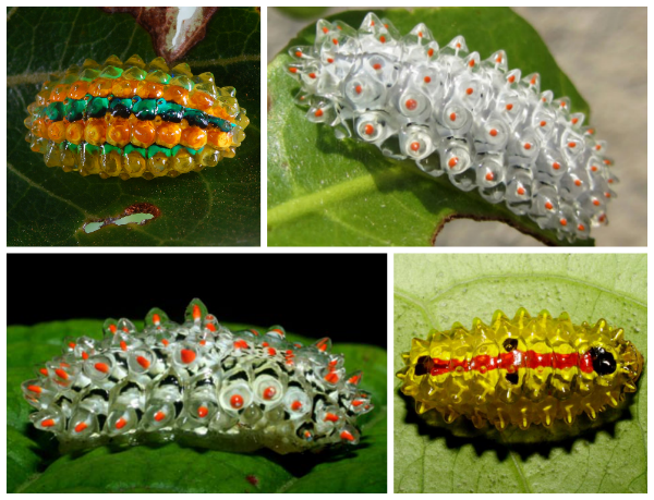 caterpillars