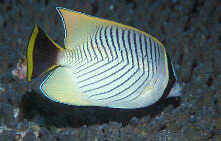 chaetodon20trifascialis chaetodon20trifascialis