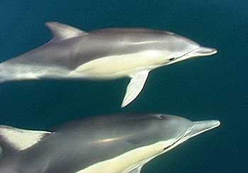 common_dolphins common_dolphins