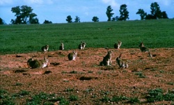 csiro_rabbits1_th.jpg csiro_rabbits1_th.jpg