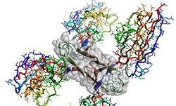 csiro_-_amyloid.jpg csiro_-_amyloid.jpg