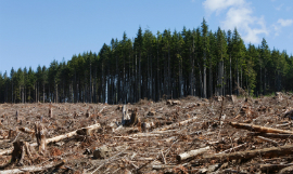 davemantel_Deforestation_iStock