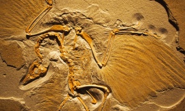 denn_-_Archaeopteryx