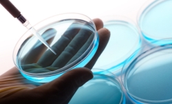 dny59_-_petri_dish.jpg dny59_-_petri_dish.jpg