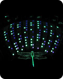 dragonfly.jpg dragonfly.jpg