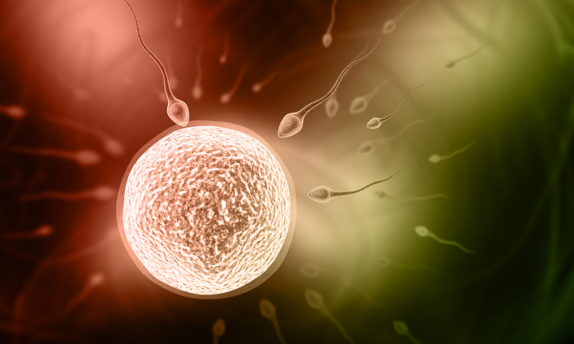 dream_designs_fertilisation_shutterstock