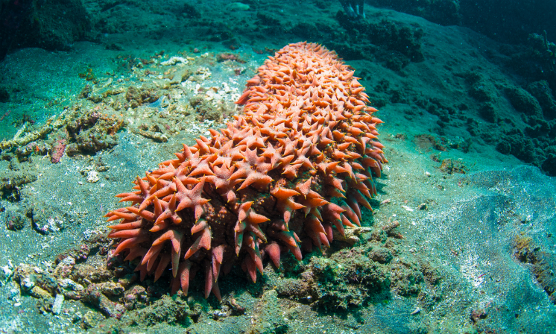 e2dan_seacucumber_shutterstock