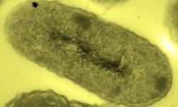 escience-gold-bacterium.jpg escience-gold-bacterium.jpg