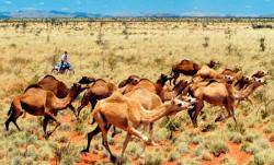 camelplague.jpg camelplague.jpg