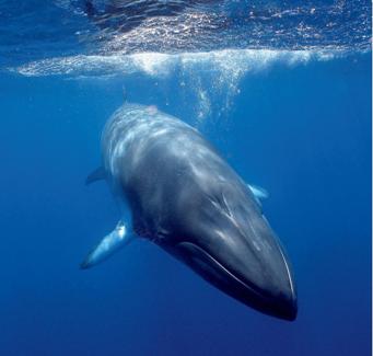 minkewhaleecos.jpg minkewhaleecos.jpg