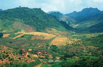 vietnamforest.jpg vietnamforest.jpg
