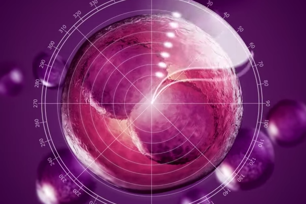 embryos