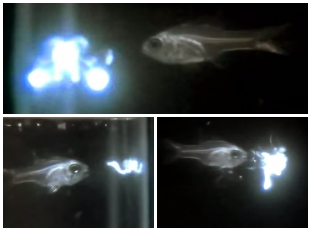fish