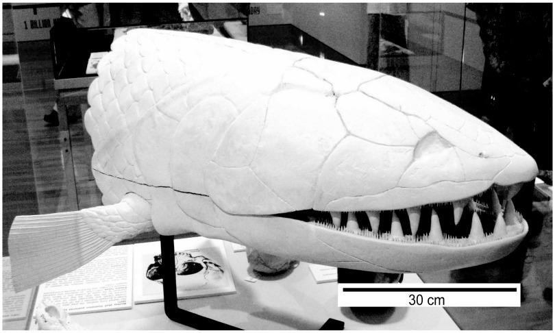 fishfossil_ANU_PLOSONE