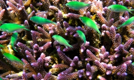 fototrav_-_colourful_coral_reef