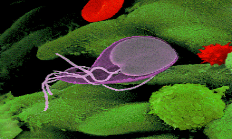 giardia_StanfordUniversity