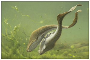 gogofish_copy.jpg gogofish_copy.jpg