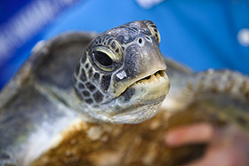 greenturtle greenturtle