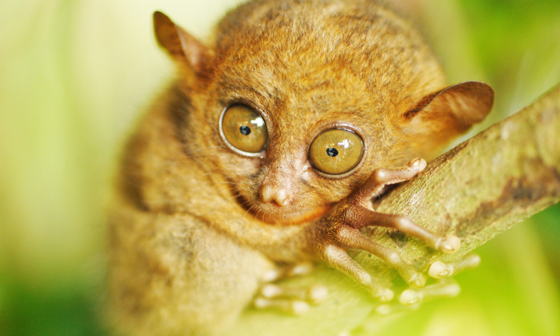haveseen_TarsierMonkey_Shutterstock
