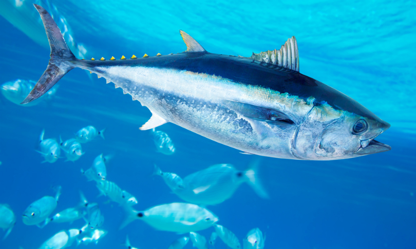 holbox_Tuna_shutterstock