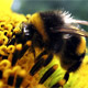 honeybee.jpg honeybee.jpg