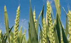 corn2.jpg corn2.jpg