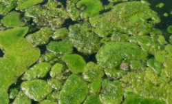 istock_algae.jpg istock_algae.jpg