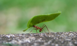 istock_ant-leaf.jpg istock_ant-leaf.jpg
