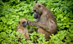 istock_baboonmotherwithbaby.jpg istock_baboonmotherwithbaby.jpg