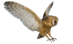 istock_barnowl.jpg istock_barnowl.jpg