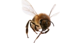 istock_beeeye.jpg istock_beeeye.jpg