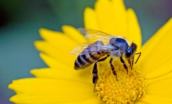istock_beeonflower.jpg istock_beeonflower.jpg