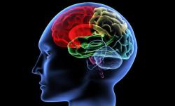 istock_braindiagram.jpg istock_braindiagram.jpg