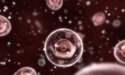 istock_cells-human.jpg istock_cells-human.jpg