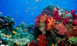 istock_colourfulreef.jpg istock_colourfulreef.jpg