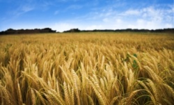 istock_crops.jpg istock_crops.jpg