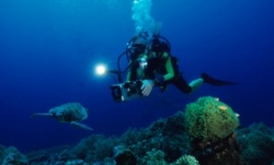 istock_diver.jpg istock_diver.jpg